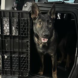 German Shepherds from Czech Haven GSD Kennel