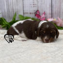 Luna - Chocolate and tan female Dachshund puppy in Nashville, Arkansas from Cuddles n Curls
