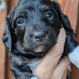 Green boy - Black and tan male Dachshund puppy in Chehalis, Washington from Hill Top Kennels