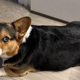 Pembroke Welsh Corgis from Pride Paws Corgis: Snout & About