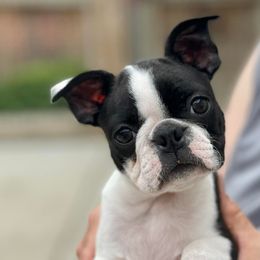 Boston Terriers and Dalmatians from Henderson's Boston Terriers & Dalmatians
