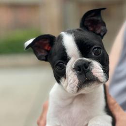 Boston Terriers and Dalmatians from Henderson's Boston Terriers & Dalmatians