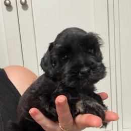 Carter (solid black) - Black male Miniature Schnauzer puppy in Tacoma, Washington from AKC Nordwest Schnauzers