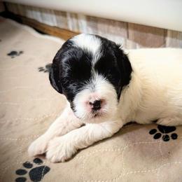 Woofio - Parti male Goldendoodle puppy in Bountiful, Utah from PJs Puppy Love