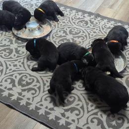 Newfoundland Black Female 1 - Black female Newfoundland puppy in Burfordville, Missouri from Umfleet Farms