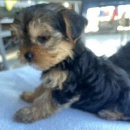 Girl 2 - Black and tan female Yorkshire Terrier puppy in Basile, Louisiana from The Lazy 3 Ranch