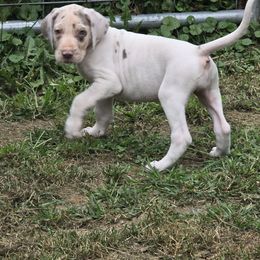 Green bean - Silver female Great Dane puppy in Monroe County, Pennsylvania from Poke-A-Nose Danes