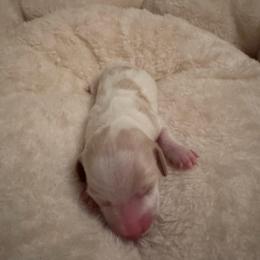 Rocky - Piebald male Dachshund puppy in Summit, South Carolina from Doxies4Paws