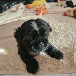 Male 3 - Black and tan male Shih Tzu puppy in Riverview, Florida from Dancing Sun Breeding