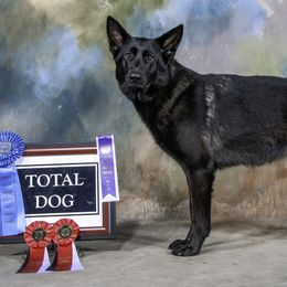 German Shepherds from Mythos Kennel