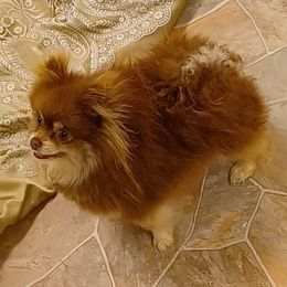 Bambi - Pomeranian