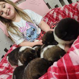 Akita Puppies from TLC Akitas