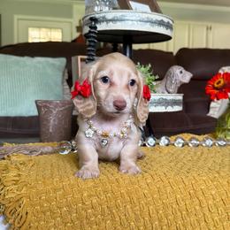 Evie - Cream female Dachshund puppy in New Albany, Mississippi from Double A. Doxies