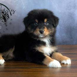 Chérie - Black tri-color female Australian Shepherd puppy in Fultonville, New York from Sandy Aussies & Pomeranians
