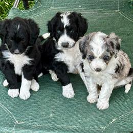 Black and White Male - Black tri-color male Aussiedoodle puppy in Parma, Idaho from Arena Valley Acres
