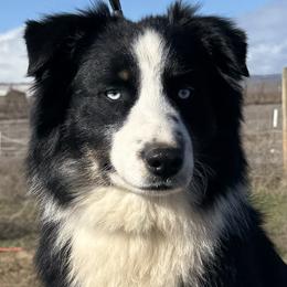 Babe - Australian Shepherd
