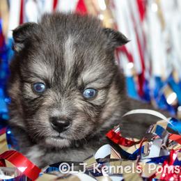 Cibatta - Black male Pomsky puppy in Centerville, Iowa from LJ Kennels Pomskies, LLC