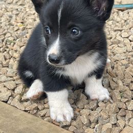 American Corgi and German Shepherd Puppies from Grace Ridge Shepherds and Corgis