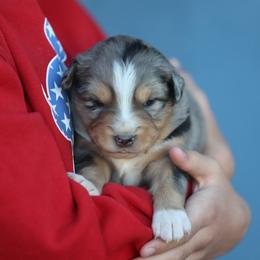 Becky - Blue merle female Australian Shepherd puppy in Cedar City, Utah from 10-BAR-Y RANCH