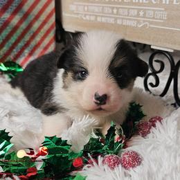 Boots-Full length tail - Black and tan male Pembroke Welsh Corgi puppy in Deming, New Mexico from Dragon Ridge Corgis