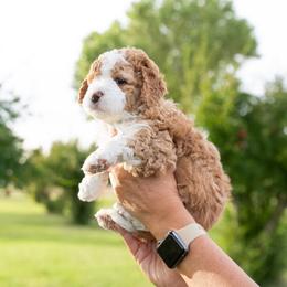 Boy 3 - Red Assorted Doodle Crosses puppy in Nevada from Down Country Doodles