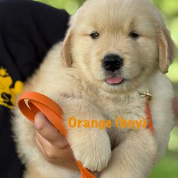 Orange - Golden female Golden Retriever puppy in Mills River, North Carolina from Appalachian Dog Training LLC