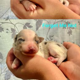 Forget Me Not - Slate merle male Border Collie puppy in Santa Cruz, California from Von Guadachi German Shepherds & Audacity Border Collies