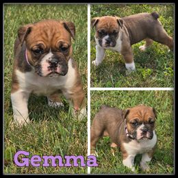 Gemma - Brown brindle female Olde English Bulldogge puppy in Wheeler, Michigan from Haase Family Kennels