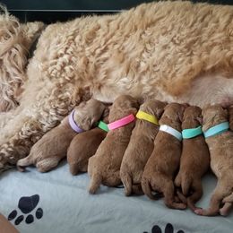 Goldendoodle Puppies from Puppy Love Doodles