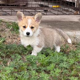 Molly - Red female Pembroke Welsh Corgi puppy in Yulee, Florida from Pembroke Welsh Corgis at Belle Haven