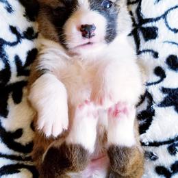 American Corgi and Pembroke Welsh Corgi Puppies from Whimsical Treasure Corgis