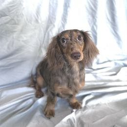 Khloe - Dachshund