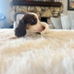 Peaches - Piebald female Dachshund puppy in Price, Utah from Stone Kennels