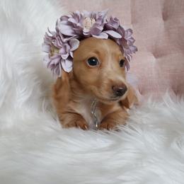 Ee red female - Red female Dachshund puppy in Mc Donough, Georgia from Hot Diggity Doxies