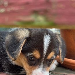 Dachshund and Pembroke Welsh Corgi Puppies from Kuhbander Stable
