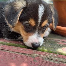 Dachshund and Pembroke Welsh Corgi Puppies from Kuhbander Stable