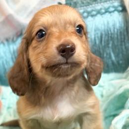 Marty - Cream male Dachshund puppy in Decatur, Mississippi from KP Dachshunds