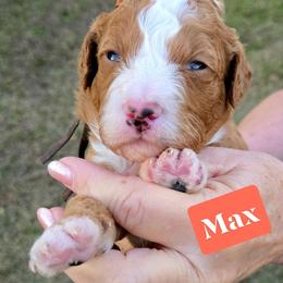 Goldendoodle Puppies from Ivey's Poodles & Doodles