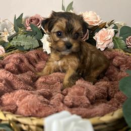 Stunning Sable Female - Gold female Yorkshire Terrier puppy in Benson, Arizona from Happy Tails Yorkies