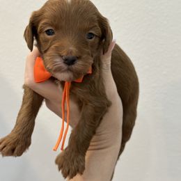 Orange boy - Red male Cavapoo puppy in Waskom, Texas from Pearls & Curls doodles & poodles
