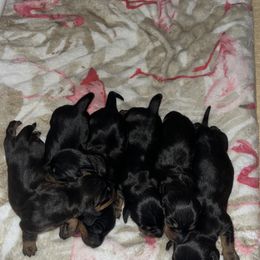 Dachshund Puppies from Hot Dog Haven