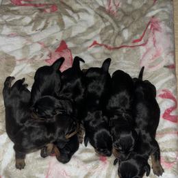 Dachshund Puppies from Hot Dog Haven