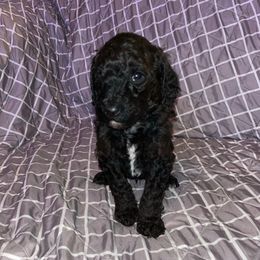 Banks (formerly Israel) - Black Poodle puppy in Gallatin, Tennessee from BRosie 9  Standard Poodles