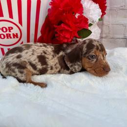Mary - Dapple female Dachshund puppy in Colbert, Oklahoma from Brooke Crenshaw