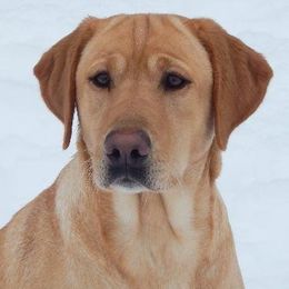 Labrador Retriever adult dog