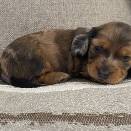Dachshund Puppies from Ruby Desert Doxies