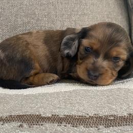 Dachshund Puppies from Ruby Desert Doxies