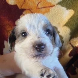 Dachshund Puppies from LPS weenies
