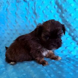 Brady - Chocolate and tan male Shih Tzu puppy in Florida from Shih tzus and Shorkies Galore