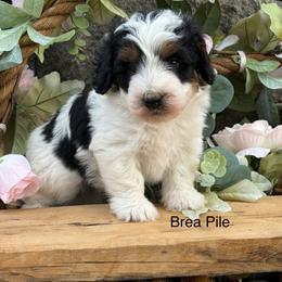 Boy 1 - Tri-color male Bernedoodle puppy in Amherst, Nebraska from Pile Family Goldendoodles